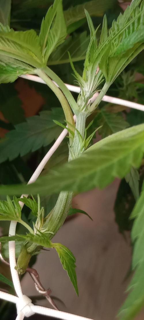 GrowDiary #1 ( Autoflowers ). Week 9