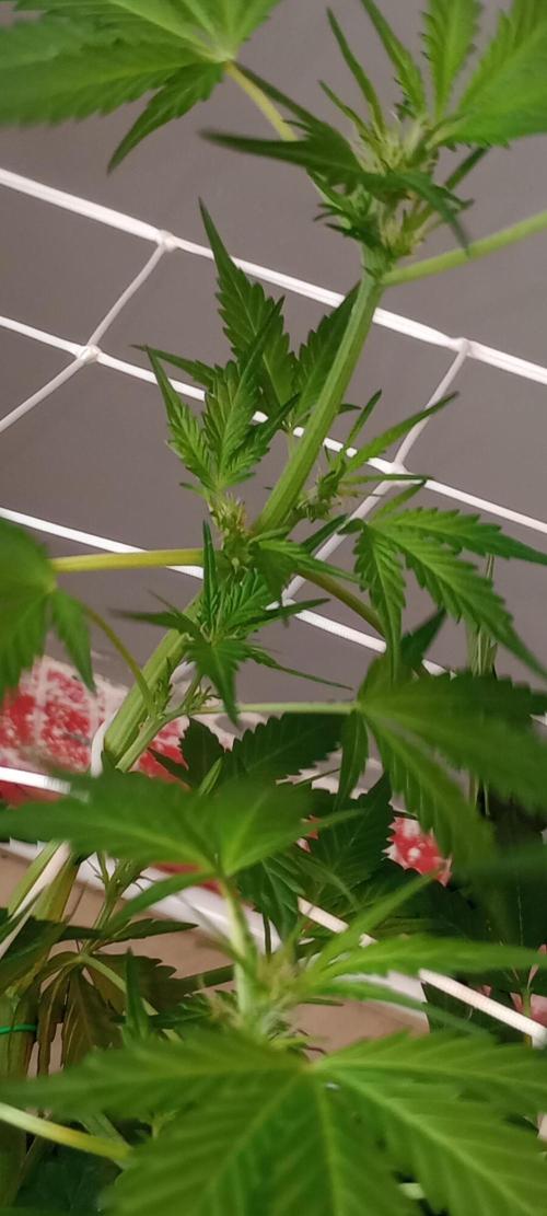 GrowDiary #1 ( Autoflowers ). Week 9