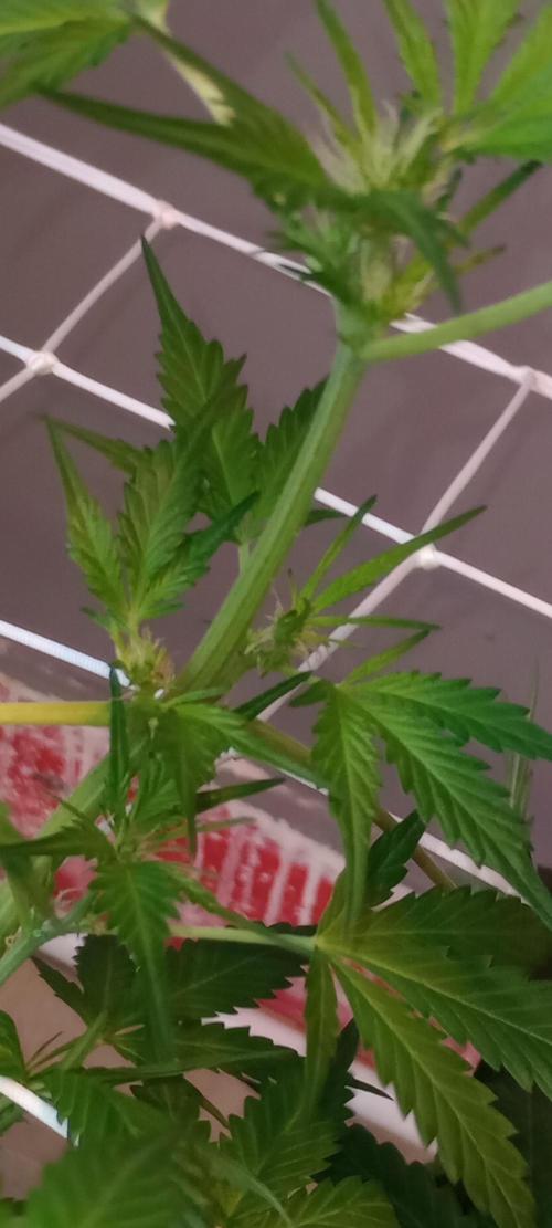 GrowDiary #1 ( Autoflowers ). Week 9