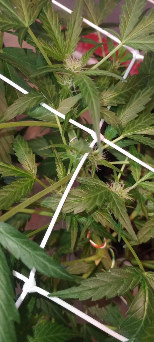 GrowDiary #1 ( Autoflowers ). Week 9