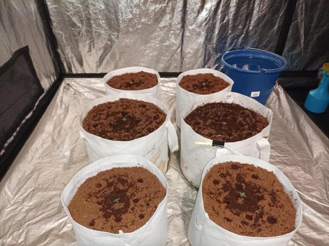 First grow in 2026. Week 0