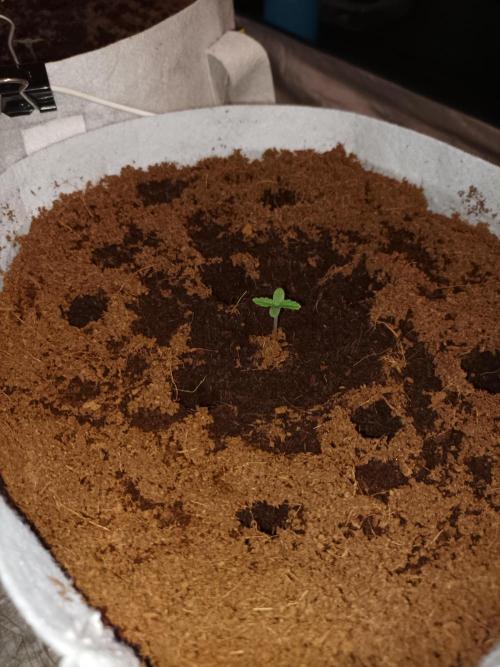 First grow in 2026. Week 0