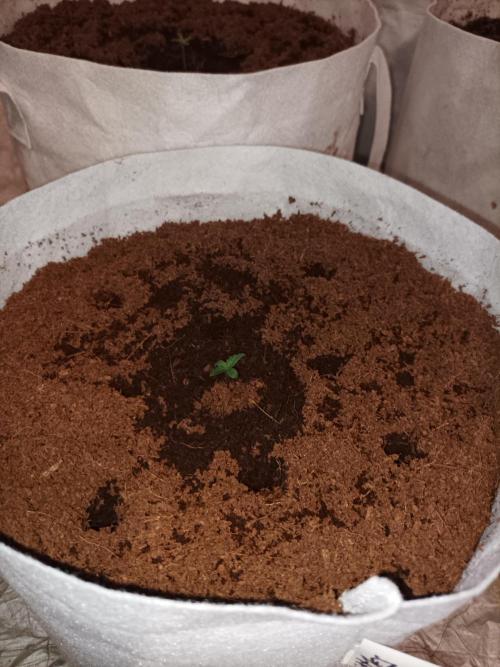 First grow in 2026. Week 0