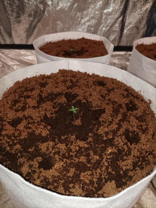 First grow in 2026. Week 0