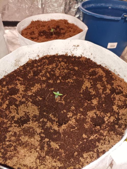 First grow in 2026. Week 0