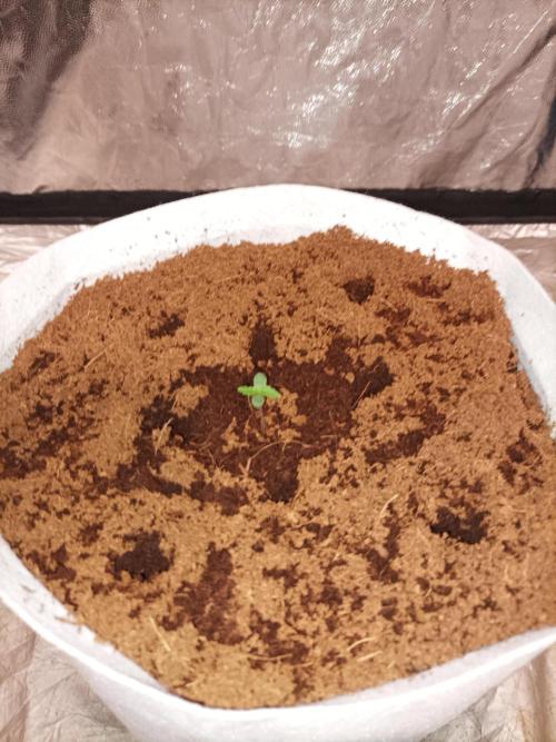 First grow in 2026. Week 0