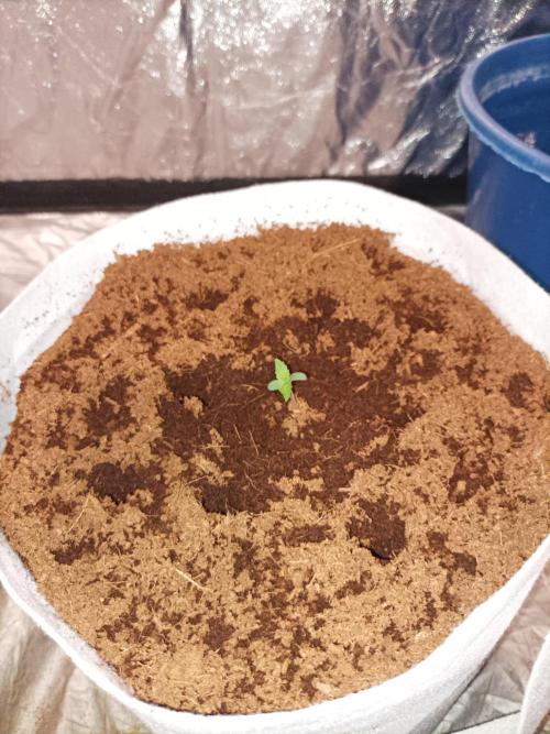 First grow in 2026. Week 0