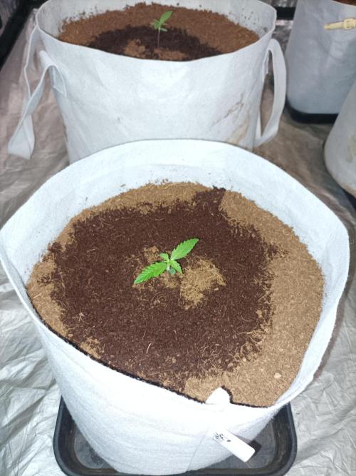 First grow in 2026. Week 1