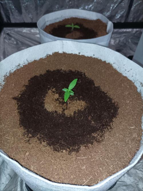 First grow in 2026. Week 1