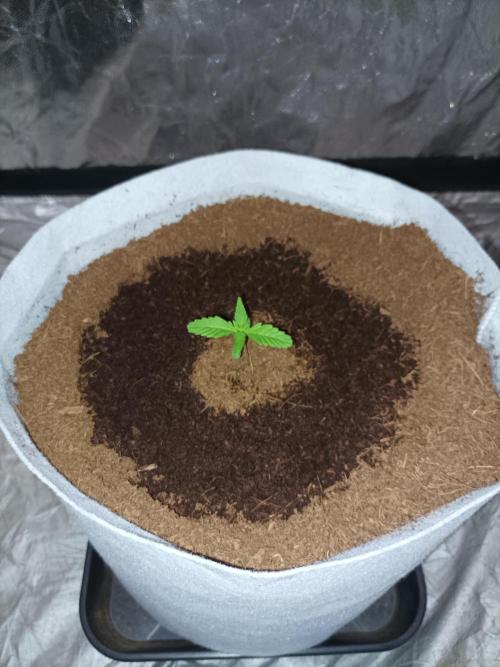 First grow in 2026. Week 1