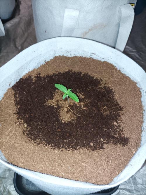 First grow in 2026. Week 1