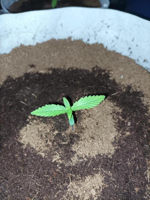 First grow in 2026. Week 1