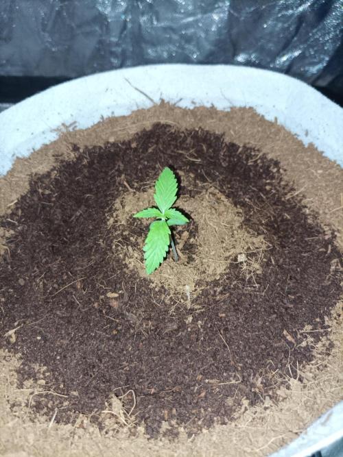 First grow in 2026. Week 1