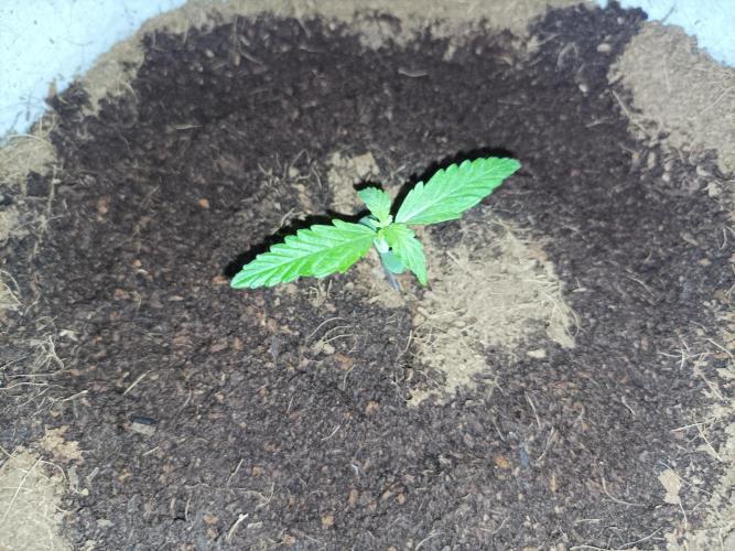 First grow in 2026. Week 1