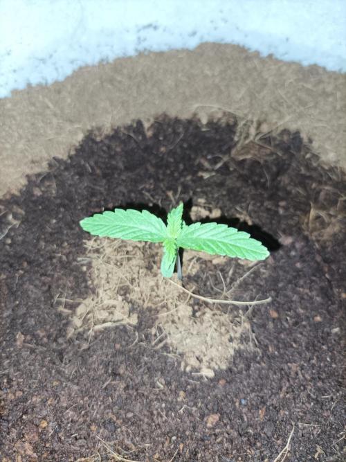 First grow in 2026. Week 1