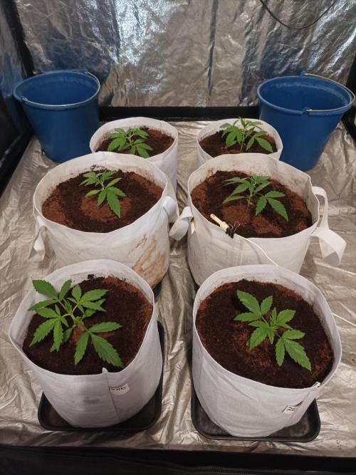 First grow in 2026. Week 2 - end of the second week