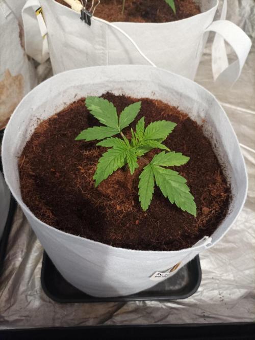 First grow in 2026. Week 2 - end of the second week