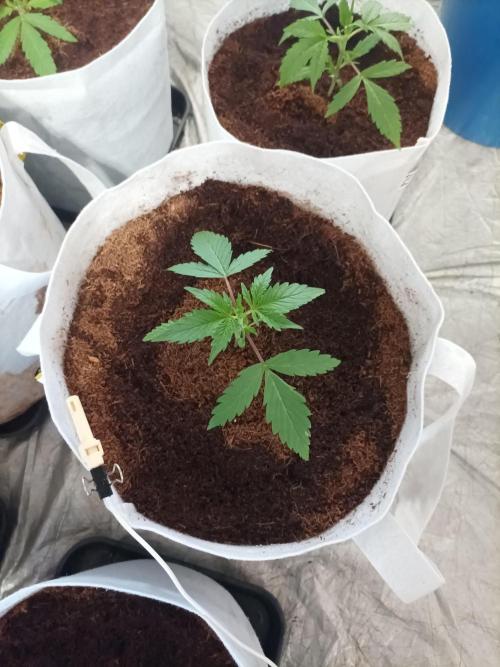 First grow in 2026. Week 2 - end of the second week