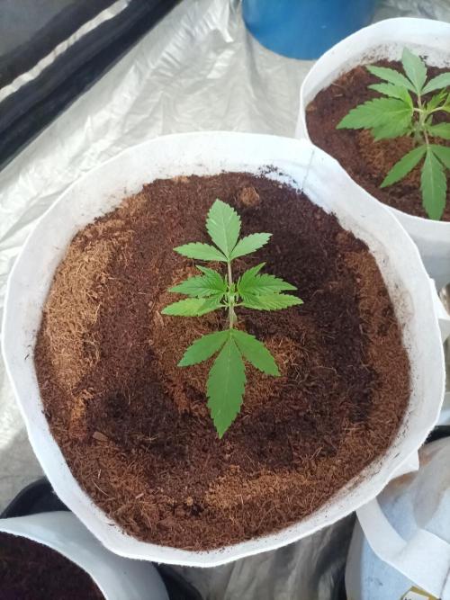 First grow in 2026. Week 2 - end of the second week