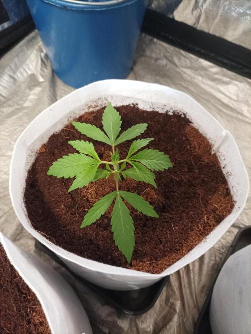 First grow in 2026. Week 2 - end of the second week