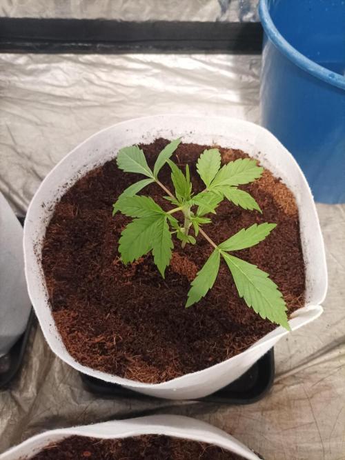 First grow in 2026. Week 2 - end of the second week