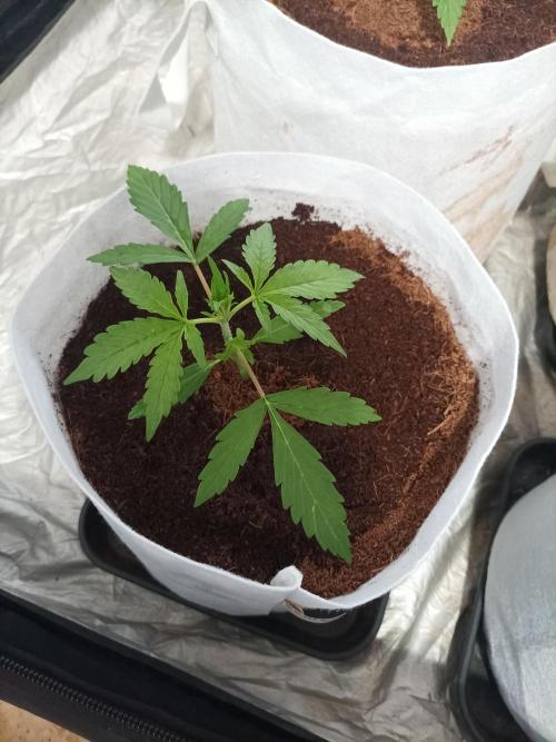 First grow in 2026. Week 2 - end of the second week