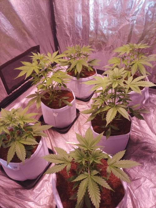 First grow in 2026. Week 3 - end of the third week