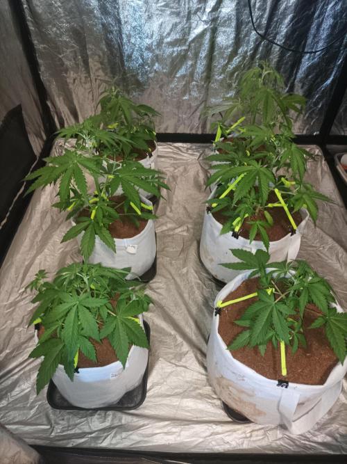 First grow in 2026. Week 3 - end of the third week
