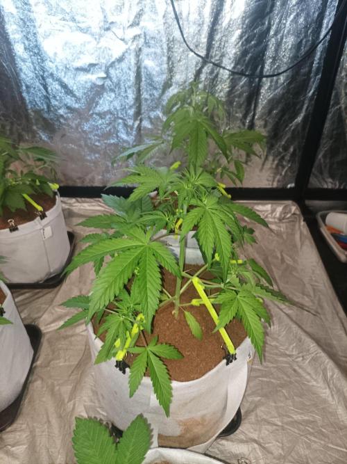 First grow in 2026. Week 3 - end of the third week