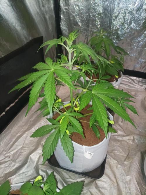 First grow in 2026. Week 3 - end of the third week