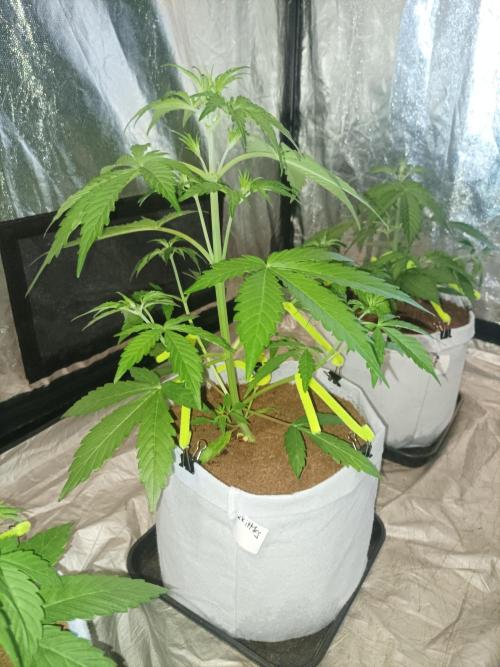 First grow in 2026. Week 3 - end of the third week