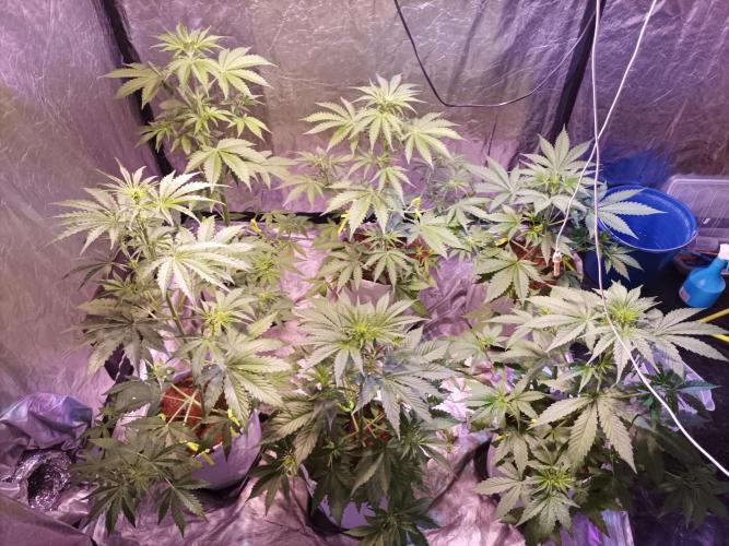 First grow in 2026. Week 4 - end of the 4th week