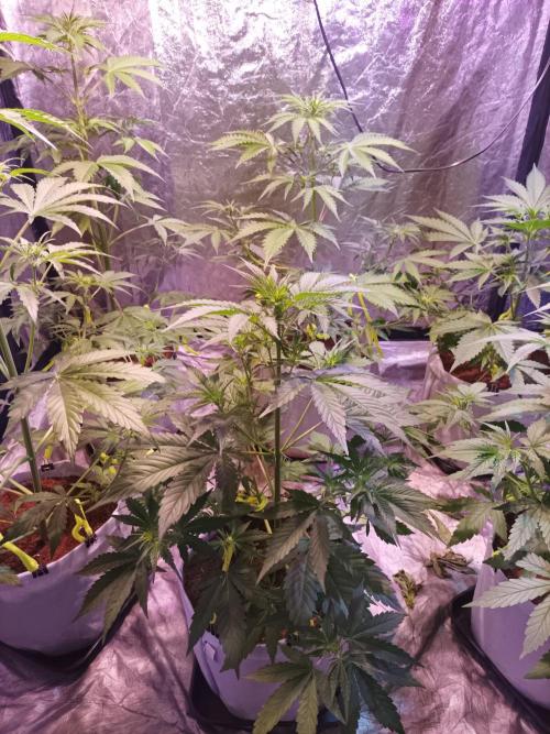 First grow in 2026. Week 4 - end of the 4th week