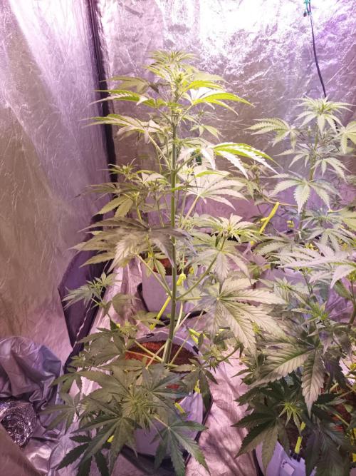 First grow in 2026. Week 4 - end of the 4th week