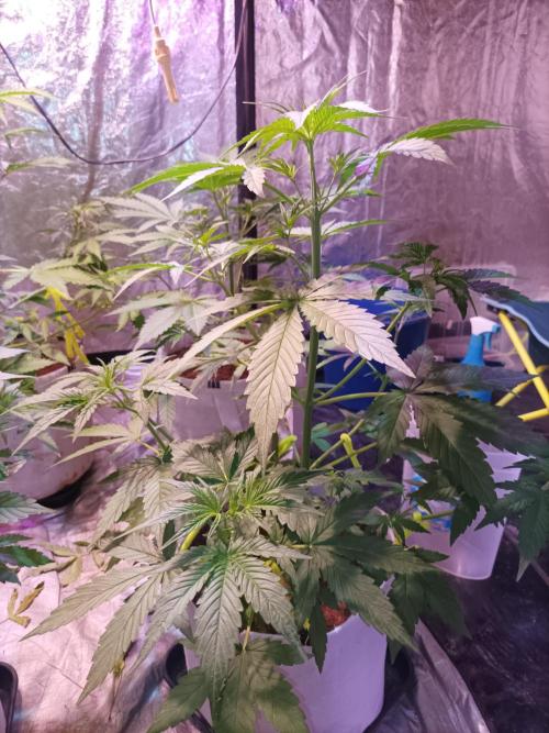 First grow in 2026. Week 4 - end of the 4th week