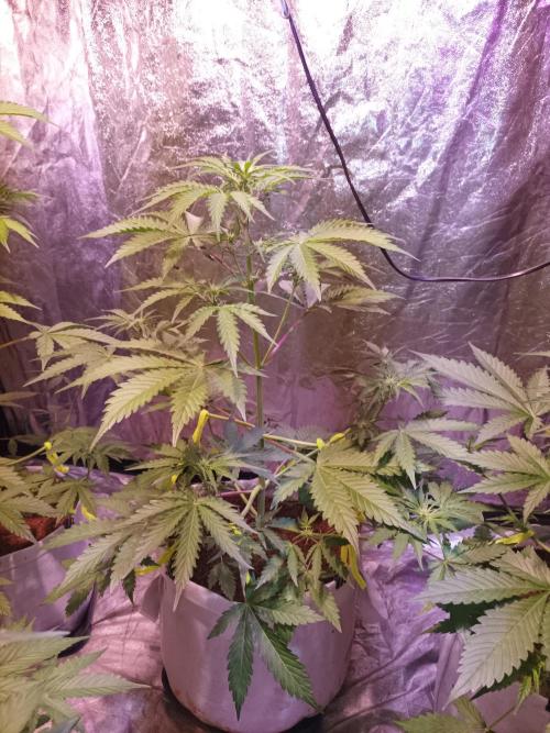 First grow in 2026. Week 4 - end of the 4th week