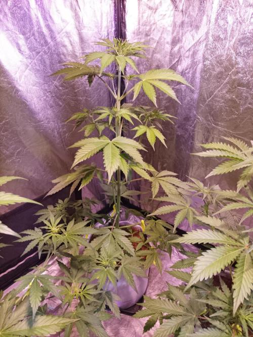 First grow in 2026. Week 4 - end of the 4th week