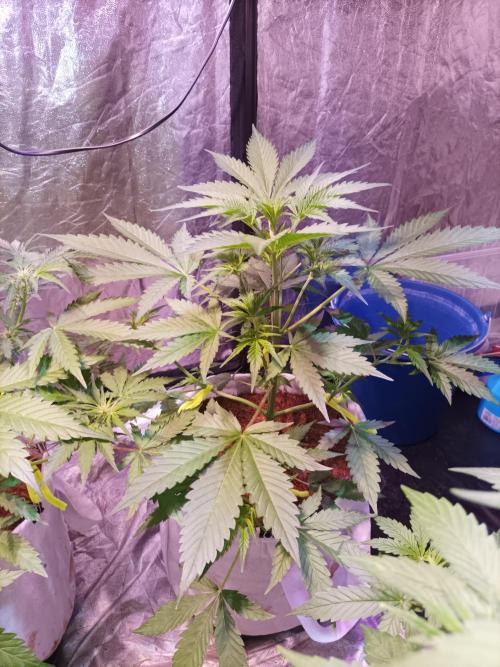 First grow in 2026. Week 4 - end of the 4th week