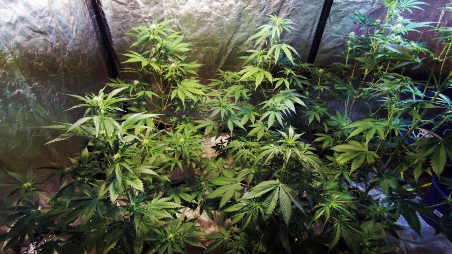 First grow in 2026. Week 5 - end of the 5th week