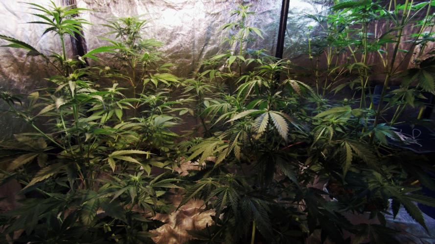 First grow in 2026. Week 5 - end of the 5th week