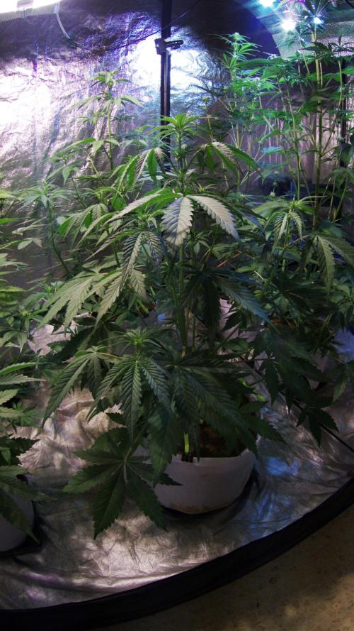 First grow in 2026. Week 5 - end of the 5th week