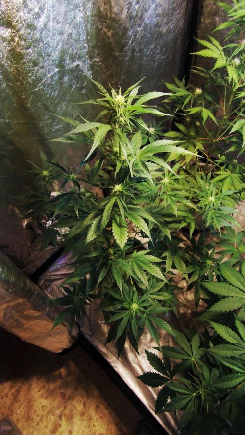 First grow in 2026. Week 5 - end of the 5th week