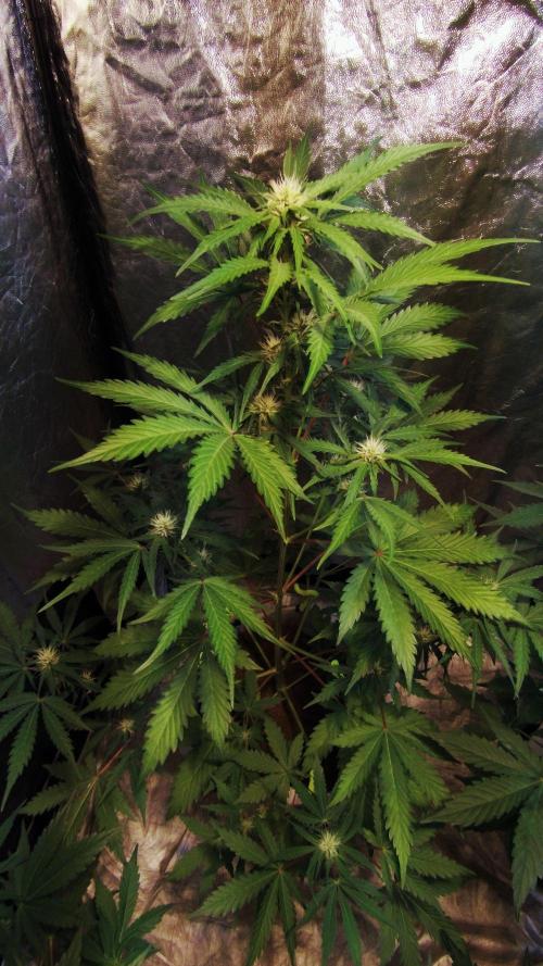 First grow in 2026. Week 5 - end of the 5th week