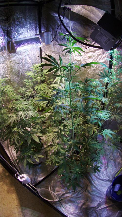 First grow in 2026. Week 5 - end of the 5th week