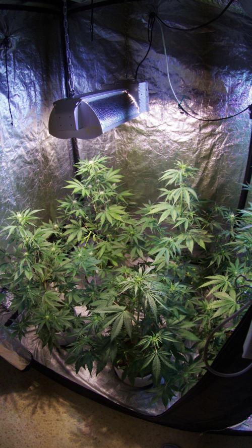 First grow in 2026. Week 5 - end of the 5th week