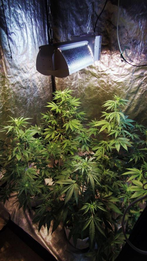 First grow in 2026. Week 5 - end of the 5th week