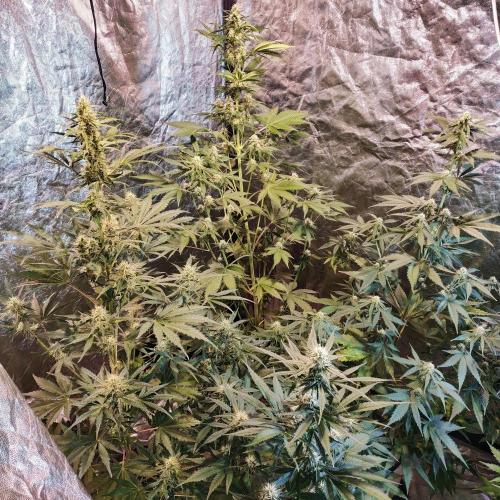 First grow in 2026. Week 6