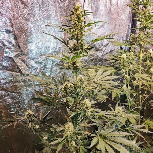 First grow in 2026. Week 6