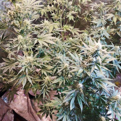 First grow in 2026. Week 6