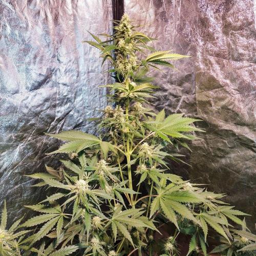 First grow in 2026. Week 6